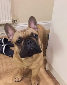 Tim | French Bulldog | 1 Year Old