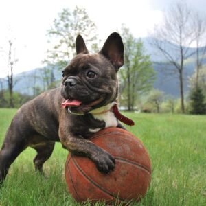 Bruno | French Bulldog |1 Year Old | Brindle