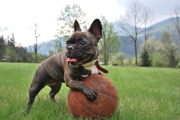 Bruno | French Bulldog |1 Year Old | Brindle
